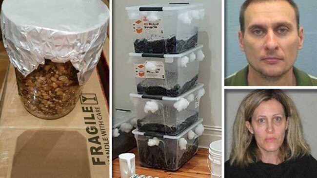 Jonathon and Kathleen Grey and containers of hallucinogenic mushrooms found in their Goodwood house.