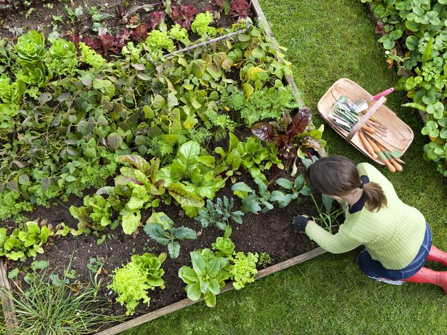 A raised vege garden is safer. Picture: News Corp Australia