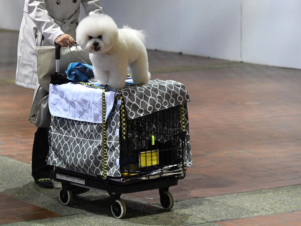 A Bichon Frisein atop a cart is wheeled into the benching area on Day One of competition at the Westminster Kennel Club 142nd Annual Dog Show in New York on February 12, 2018. Picture: AFP