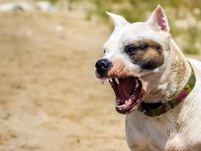 Dog attack generic Townsville.