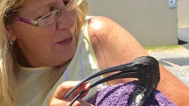 Team Black Swan Lake leader Lindy Donato with an ibis saved from the mud at Black Swan Lake on the Gold Coast.