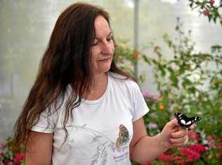 SPRING: Teena Harcla from Butterfly Hill with a newly hatched butterfly. Picture: Warren Lynam