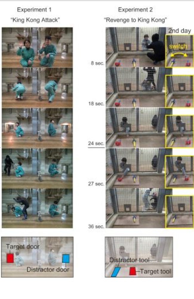 Experiments ... a new study shows apes remember shocking movie scenes. Picture: Cell Biology