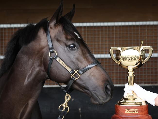 Cranbourne, VIC: Melbourne Cup champion Gold Trip reminisces at Ciaron Maher Racing Club. Picture: Alex Coppel