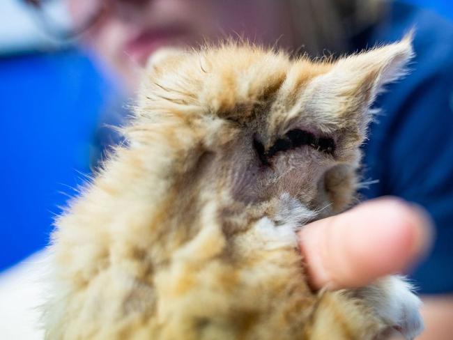 Authorities are still investigating after a kitten – Charlie – was found dumped in a Park Ridge residence wheelie bin last Monday.