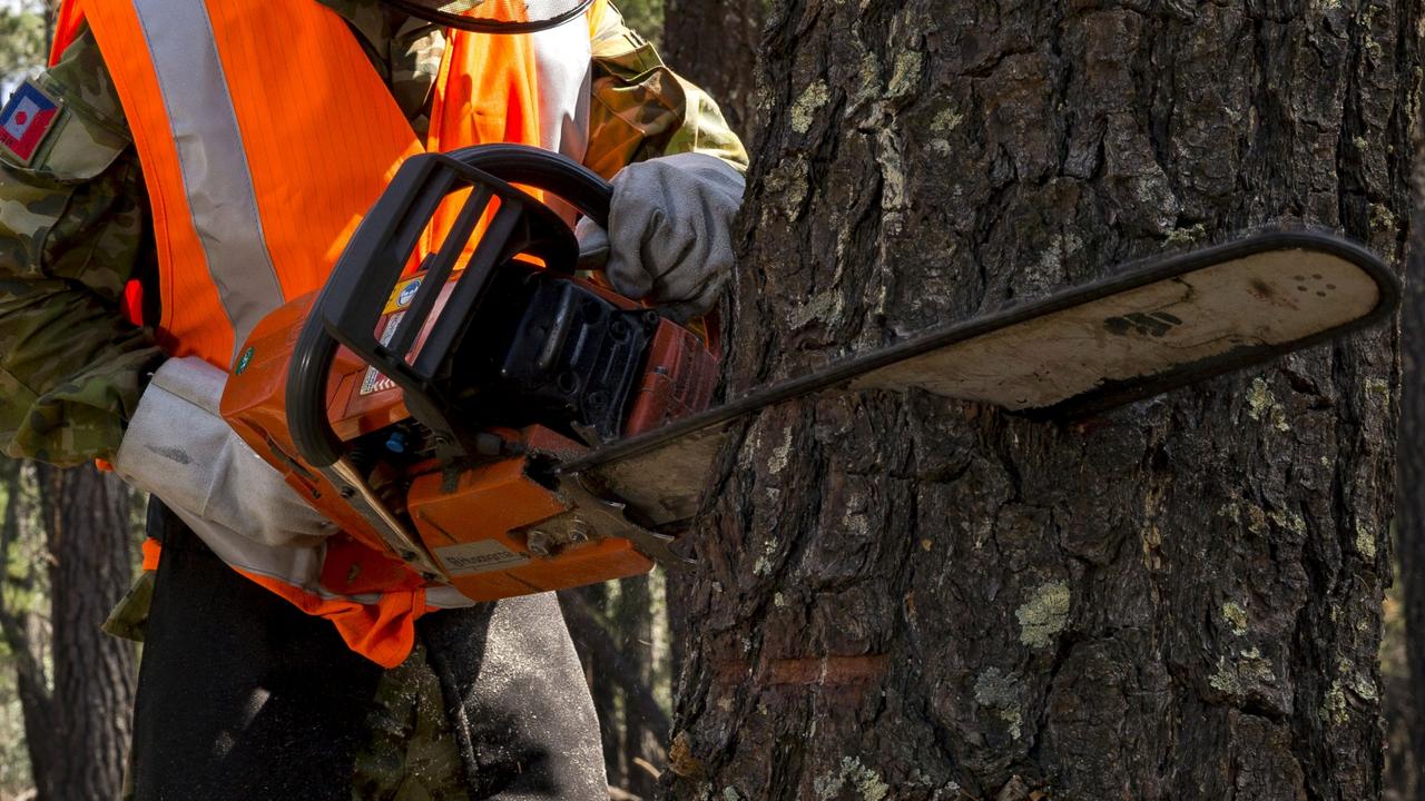 WorkSafe Investigating After Gardener Died In Chainsaw Accident In ...