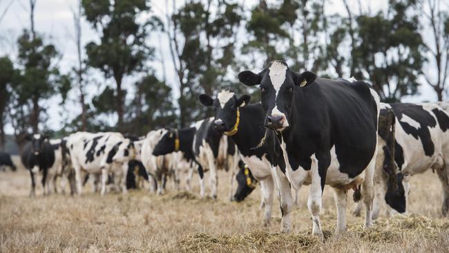 Victoria’s three dairying regions will soon be home to CopRice’s feed mills. Picture: Zoe Phillips