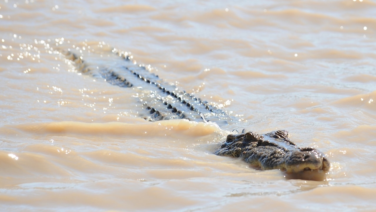 ‘Nothing to be worried about’: Crocodiles affected by flooding in Queensland