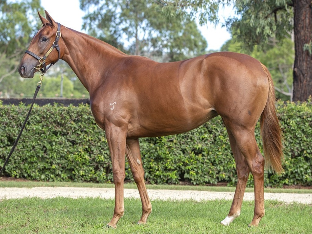 A staying star in the making? Lot 67 is a chestnut filly by Lope De Vega out of the Teofilo mare, Hint Of Pink.