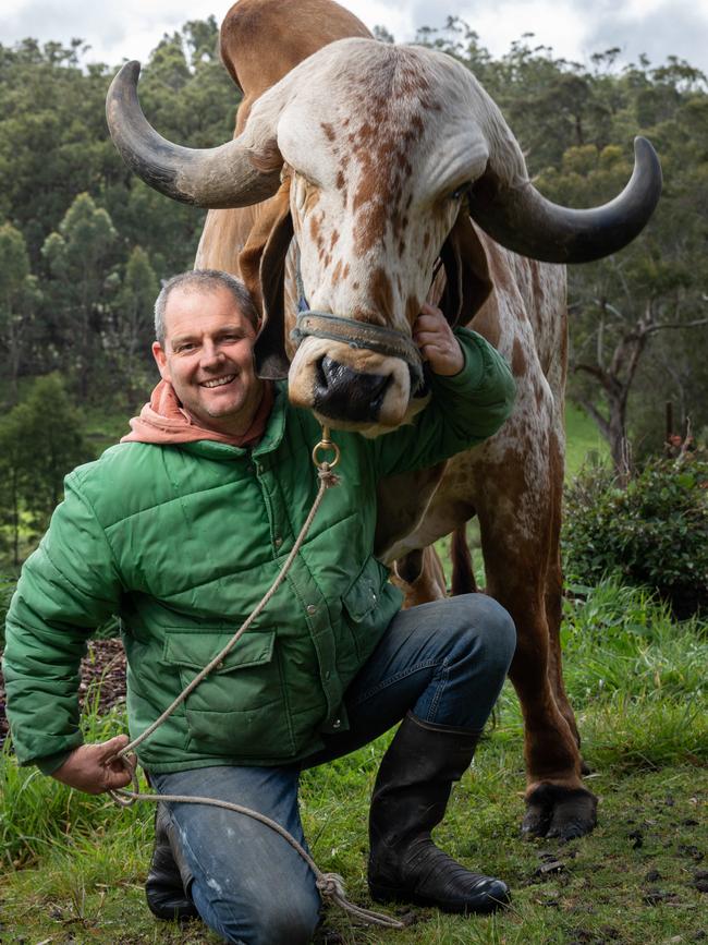 Mani Farmer with star bull Jai preparing for the Festival of the Cow at Hare Krishna Valley in Bambra. Picture: Brad Fleet