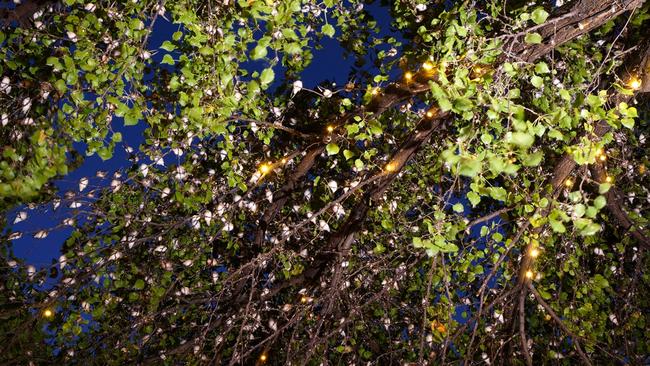 Hundreds of the birds roost in a pear tree along Leigh St, in 2022. Picture: Craig Greer.