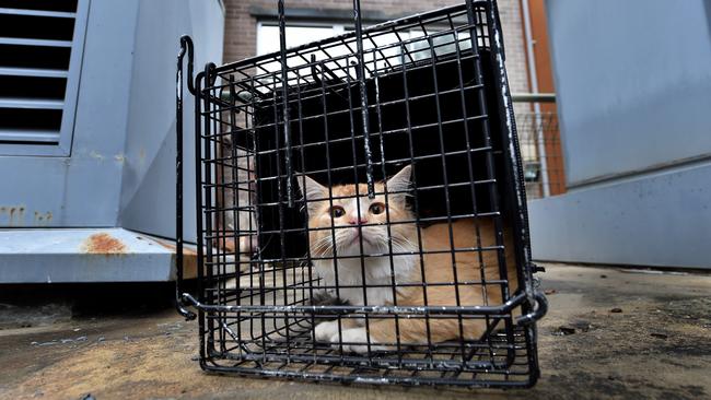 Hornsby Shire Council's feral cat trappers have been catching them all over the shire, but mostly in urban areas. Picture: AAP IMAGE / Troy Snook