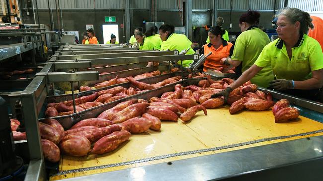 Packing at the Greensill Farm in Bundaberg.