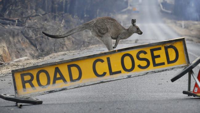 THe year began with horror bushfires. Picture: David Caird