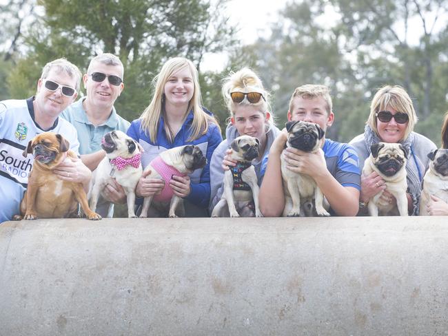 Macarthur Chronicle - Pictured: Pugs and their owners - Campbelltown Pug Club held a Pug meet and greet along with a few casual races at Mary Brookes Park, Kellerman Drive, Campbelltown NSW Australia. Other breeds of dog were also invited to race.