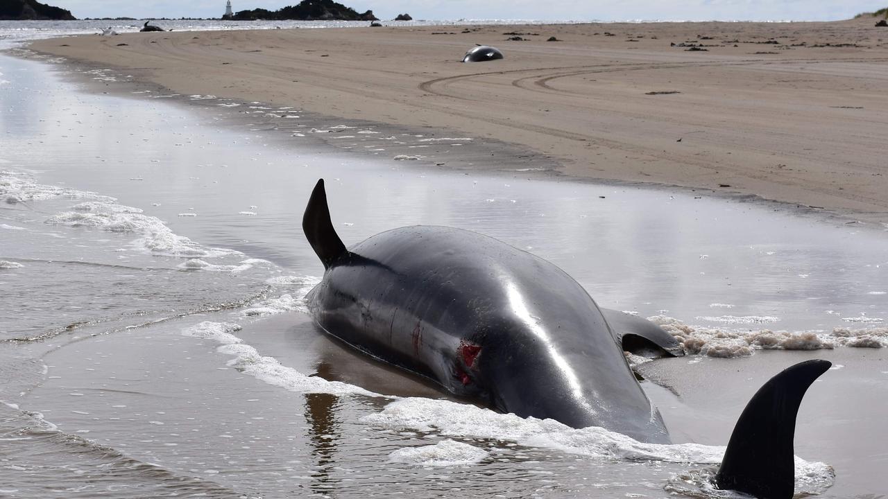 Tasmania stranded whales: Disposal of dead whales begin on Tasmania’s ...