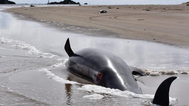 A dead whale lays on a beach in Macquarie Harbour on the rugged west coast of Tasmania on September 24, 2020, as Australian rescuers were forced to begin euthanising some surviving whales from a mass stranding that has already killed 380 members of the giant pod. (Photo by Mell CHUN / AFP)