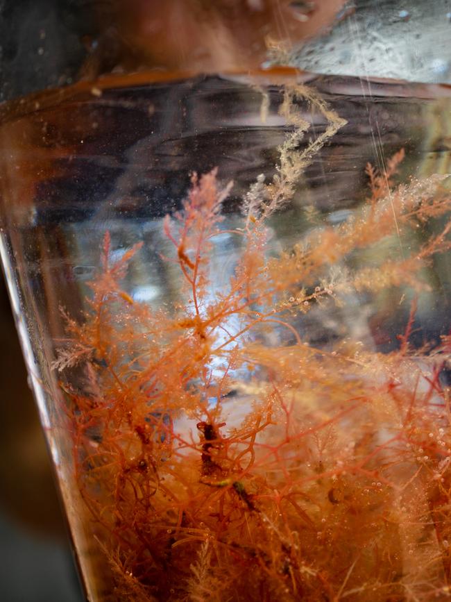 The CH4 asparagopsis seaweed production facility in South Australia. Picture: Serena Findlay