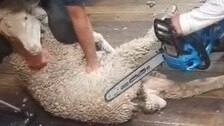 A sheep being shorn with a chainsaw in Tasmania. Pic: supplied