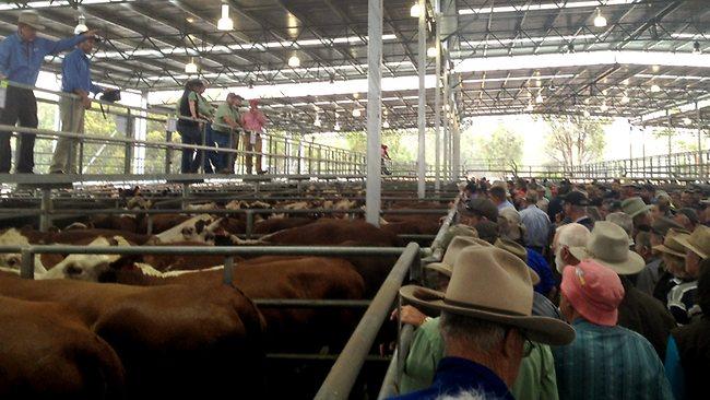 yea cattle sale