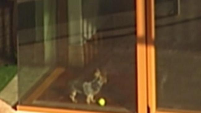 Johnny Depp's Dogs Boo and Pistol in the window at Mick Doohan's house.