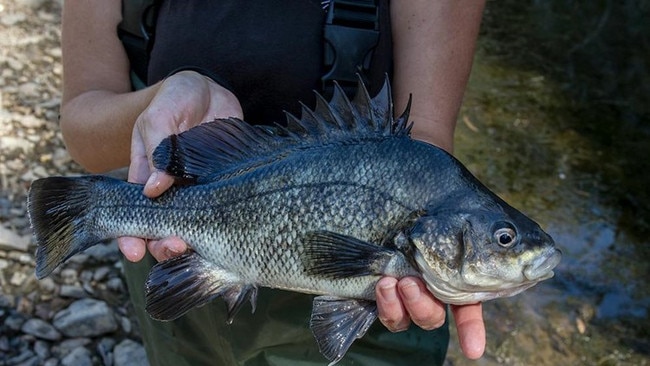 Macquarie Perch. Photo: NSW DPI