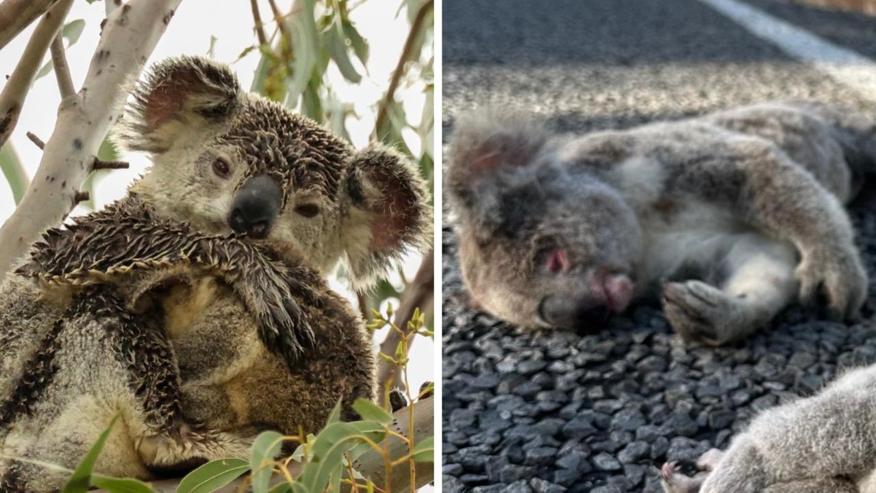 Qld’s deadly 50km highway kills 145 koalas in one year