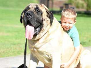 Layne Miller cuddles up to Bear on the RSPCA Million Paws Walk on Sunday. Picture: Frances Klein