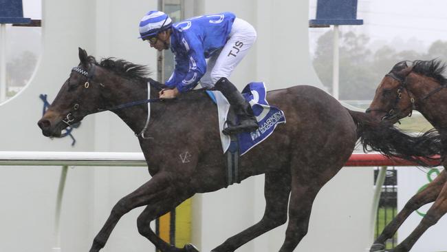 Dragonstone has come in for good support in race 7. Picture: Grant Guy
