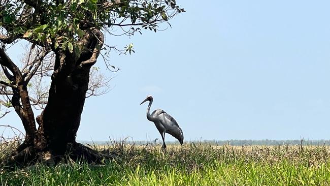 A cruise on the Corroboree Billabong leads to an encounter with a magnificent brolga. Picture: David Truby