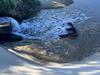 ‘It smells’: Residents fume over groundwater drainage on beach