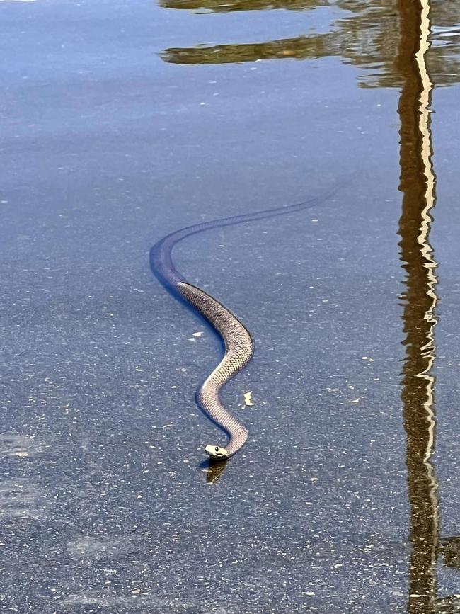 Snakes have been spotted in residential areas along the flood-hit Riverland. Picture: Facebook/Katelyn Boughen