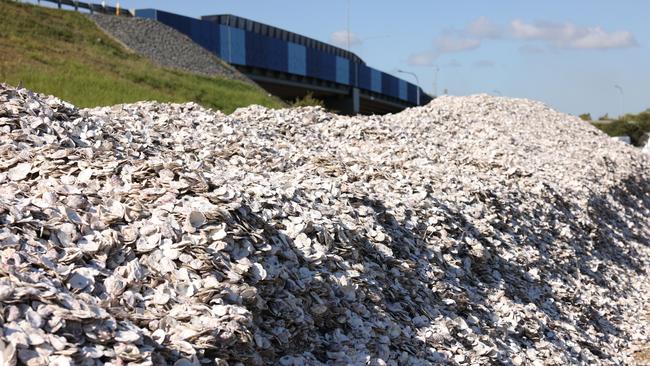 More than one million oysters, 16.5 tonnes of shells, were deployed to save the Moreton Bay reef. Picture- contributed.