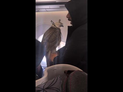 Passengers baffled by falcons onboard international flight