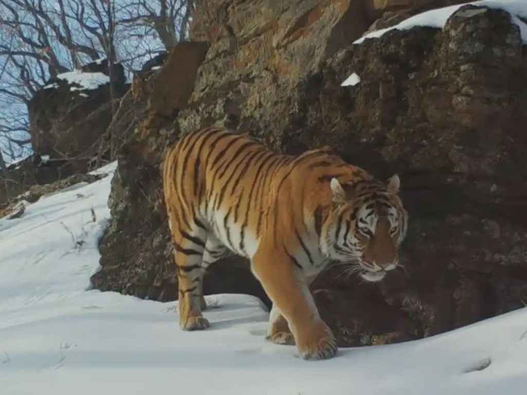 A Siberian tiger roams the forest in Frozen Planet II. Picture: BBC Studios