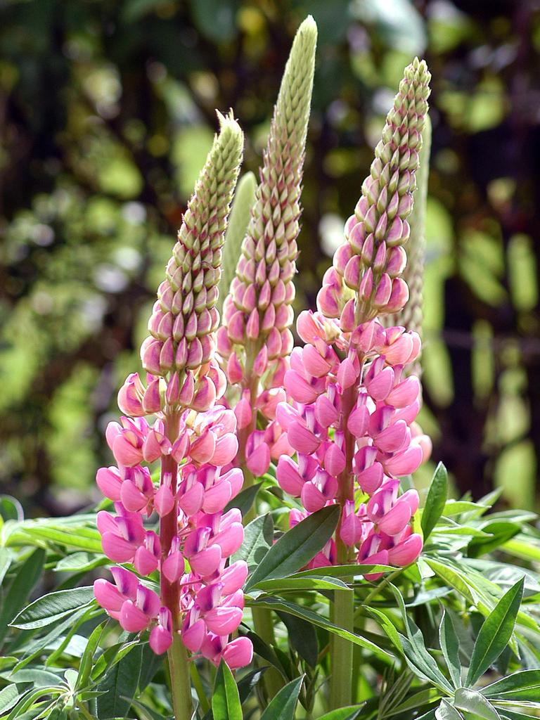 The beauty of lupins | The Australian