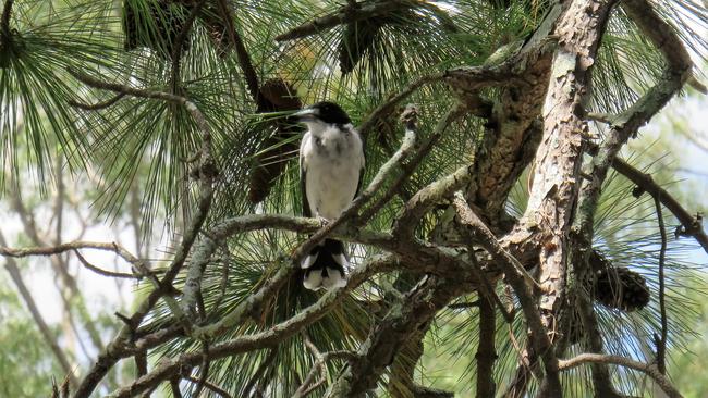 Bird at Wyllie Park, Petrie. Picture: Margaret Gatton