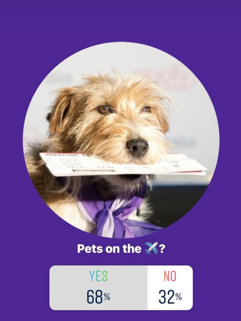 Virgin Australia surveyed followers on Instagram in 2021 to gauge public support for pets on planes. Picture: Instagram.