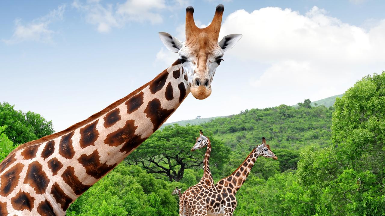 World nations push to protect giraffes as endangered species | KidsNews