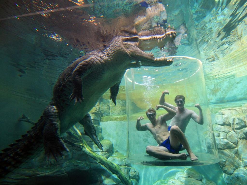 The Cage of Death at Crocosaurus Cove is sure to get the blood pumping.