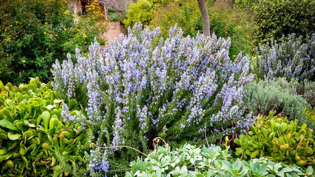 Upright rosemary ‘Tuscan Blue’.