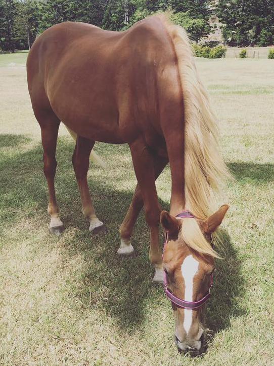 SOVEREIGN: Even at the ripe of old of 17, this handsome boy still loves his carrots and giving his owners cheek.