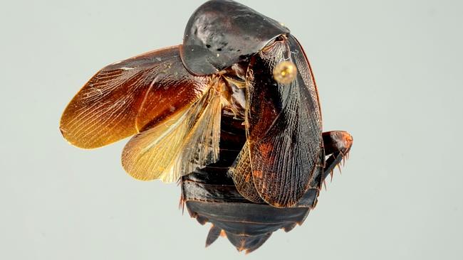 The Periplaneta japonica is new strain of cockroach hardy enough to withstand harsh winter cold. Picture: AP/University of Fl...