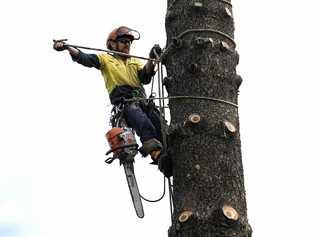 CHOPPED: Council workers removed two dying trees from the Kingscliff Lions Park on Wednesday. Picture: Richard Mamando