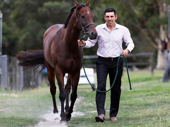 Trainer Peter Gelagotis with speed machine Malaguerra at his Moe stables.