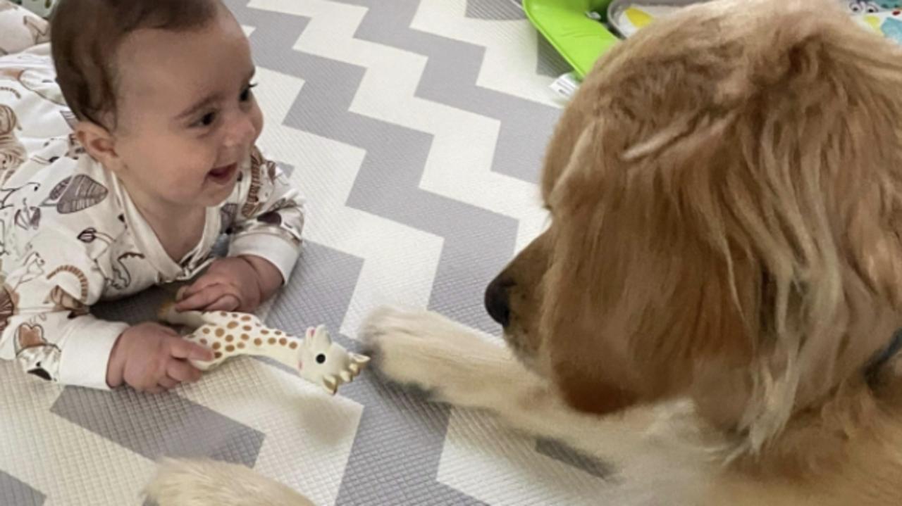 The Advertiser 2023 Cutest Dog: Leo from Seaton