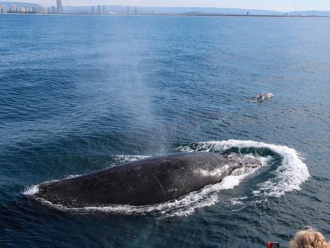 Whale watchers were treated to a rare treat when 13 whales were spotted off the Gold Coast in one day. Picture: Sea World Whale Watch