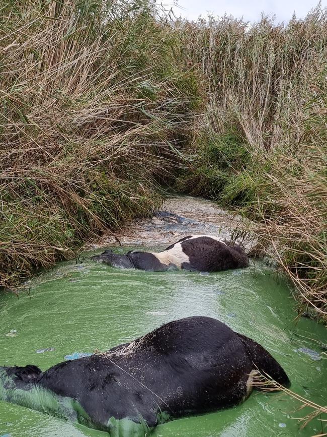 Toxic green: South West Victoria's Curdies River has become a toxic algal soup of dead cows and fish.