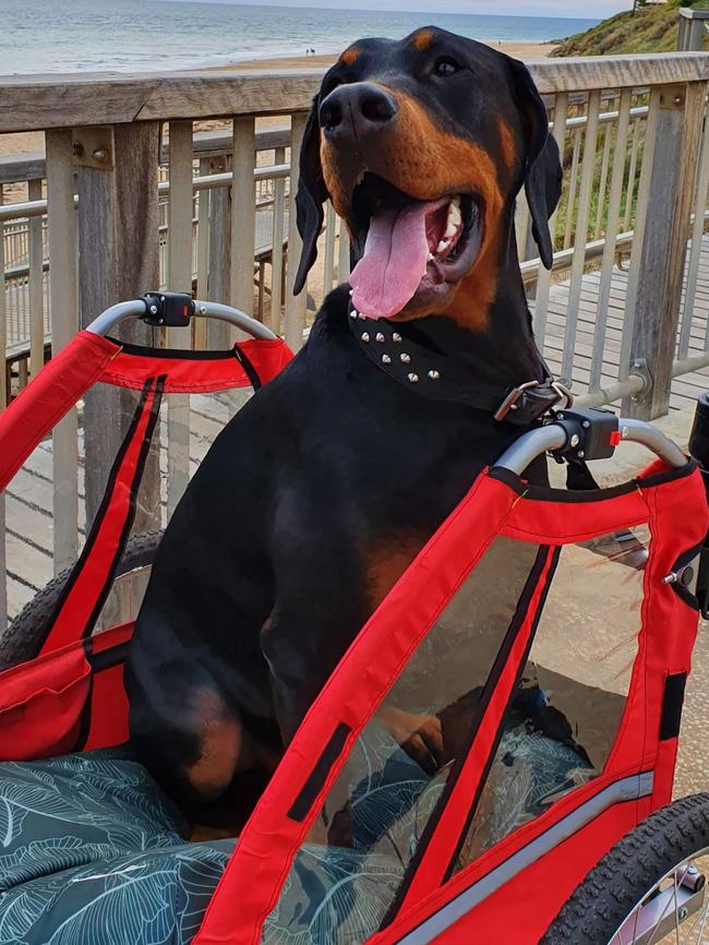 Leo the dobermann sent in by Jeremy Mergler, Christies Beach.
