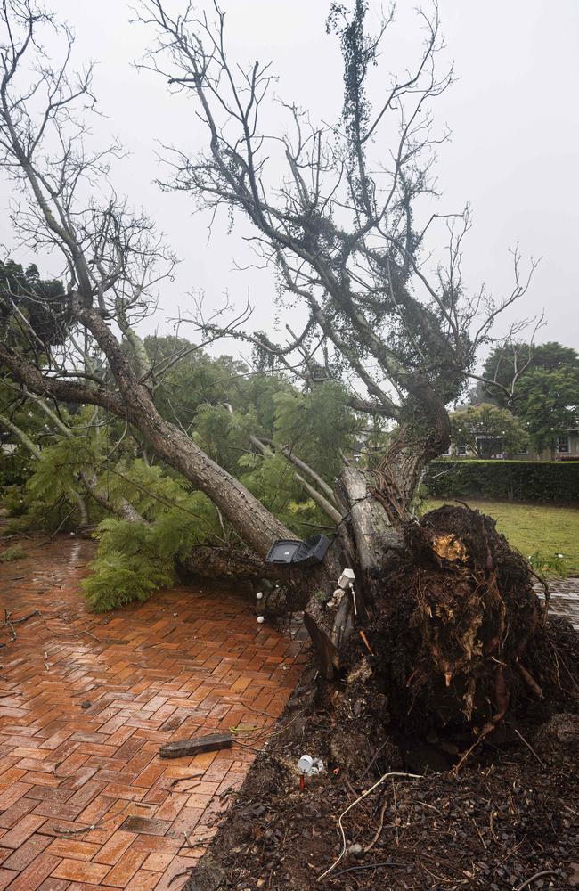 The jacaranda tree in the front entrance to Gip's Restaurant fell over in the TC Alfred aftermath, Sunday, March 9, 2025. Picture: Kevin Farmer